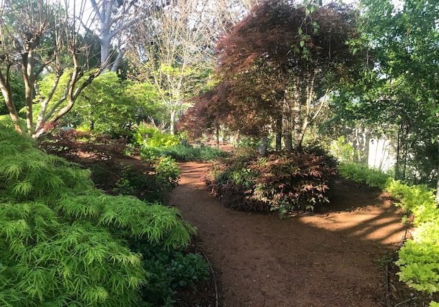 Japanese Maples